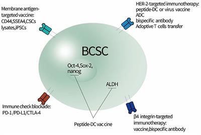 Targeting breast cancer stem cells directly to treat refractory breast cancer